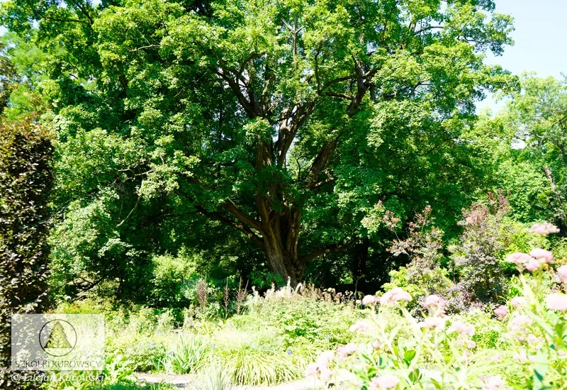 Laubgehölze