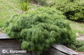 Exotische Pflanzen